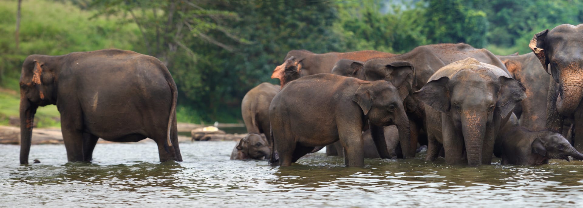  
 
Udawalawe Nationalpark, Sri Lanka
 
 