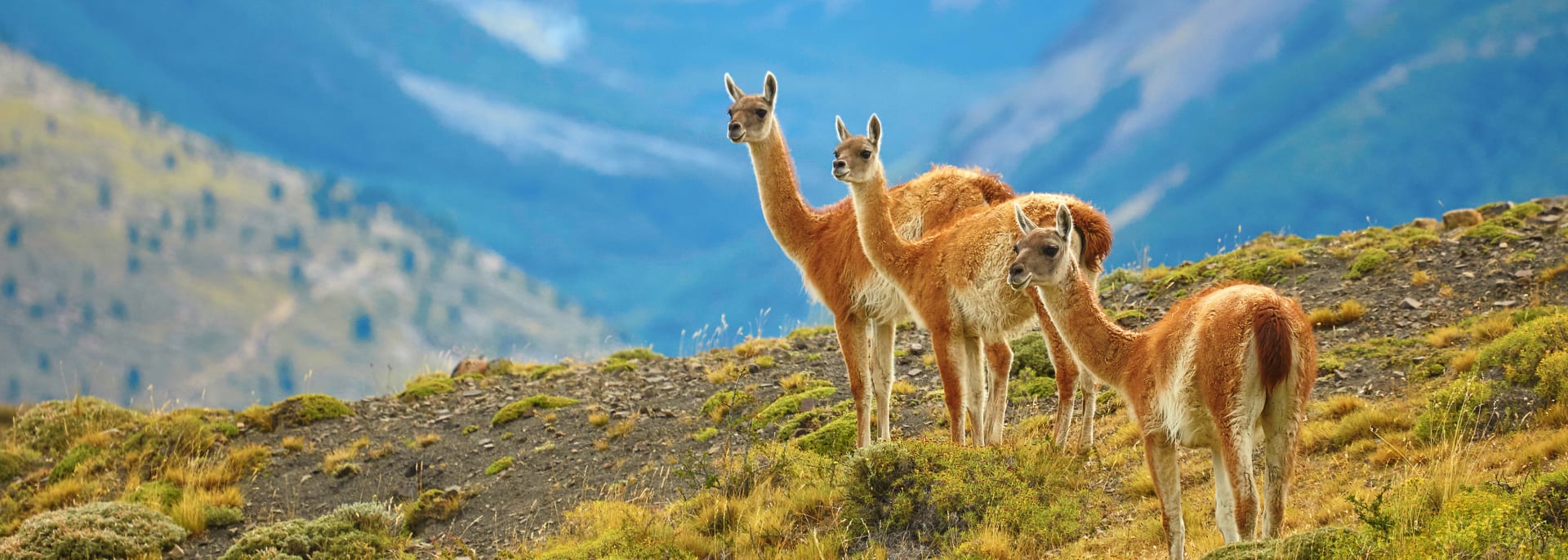 Guanaco, Chile