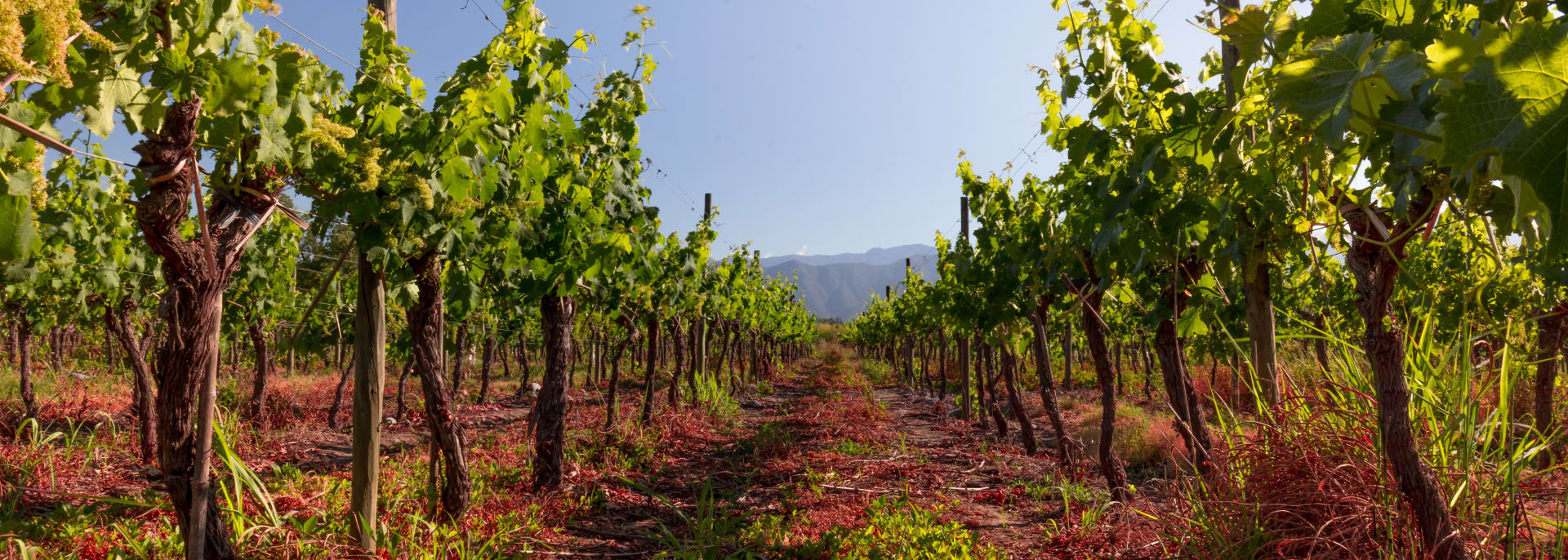 Chilenisches Weingut, Chile