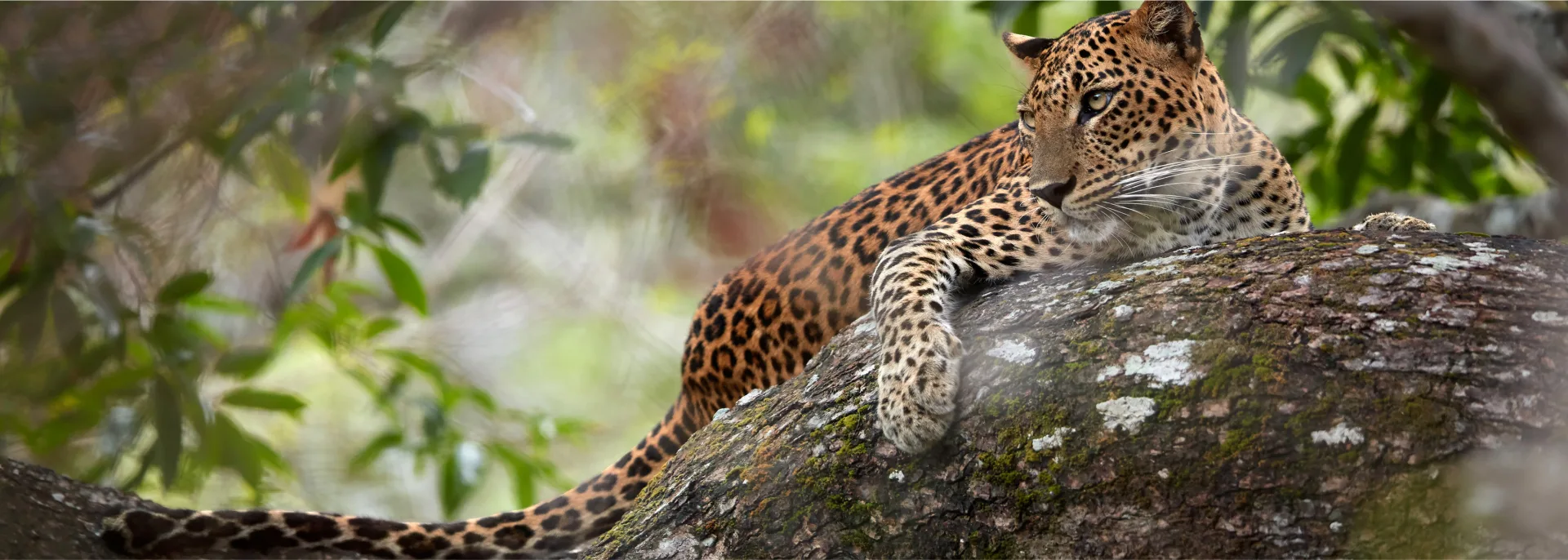 Leopard, Guyana