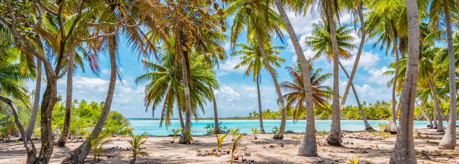 Palmen am Strand von Fakarava, Französisch Polynesien