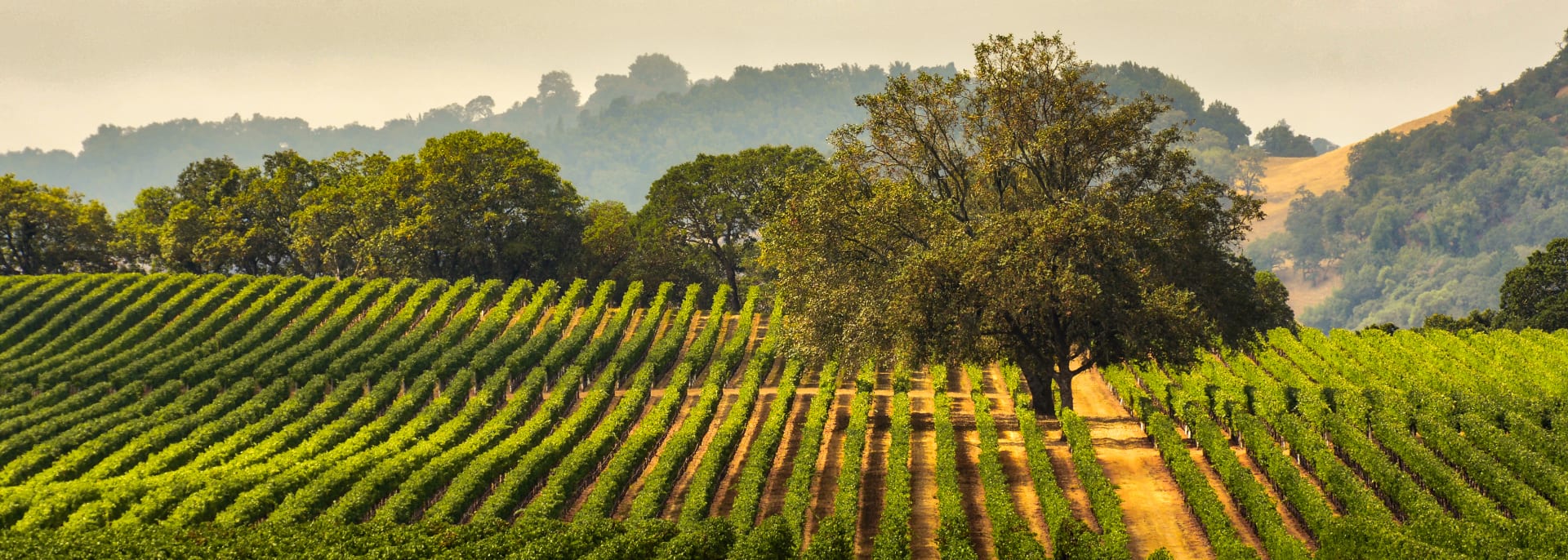 Sonoma Valley, Kalifornien, USA