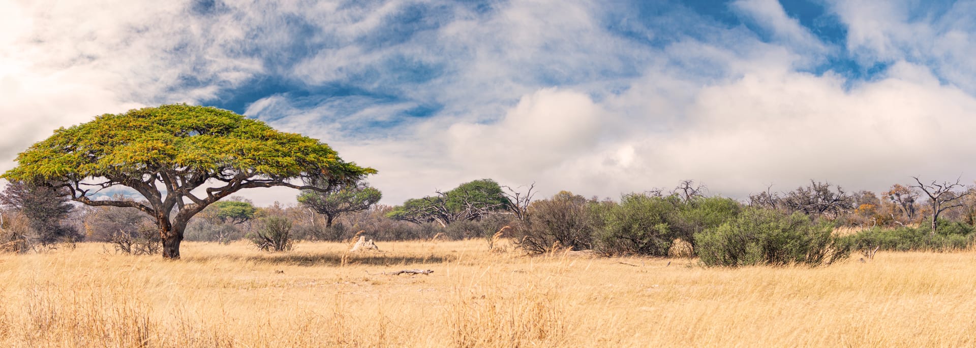 Hwange Nationalpark, Simbabwe