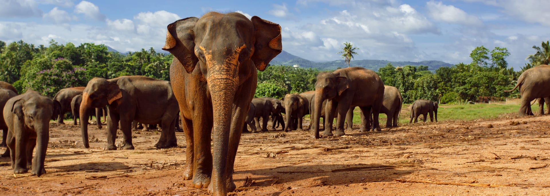 Elefant in Sri Lanka