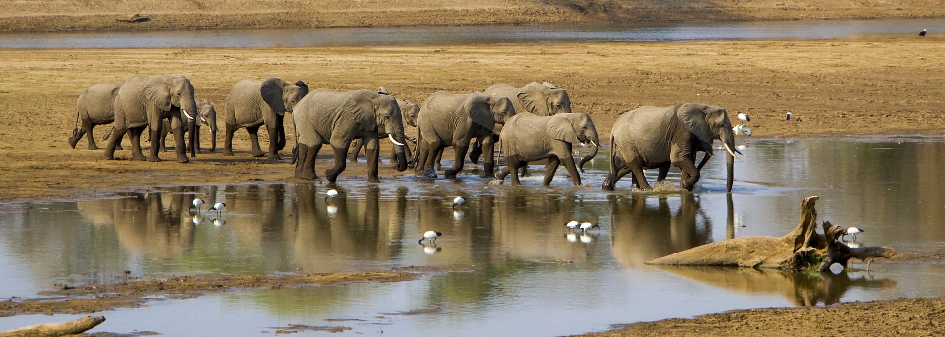 Fluss Luangwa, Zambia