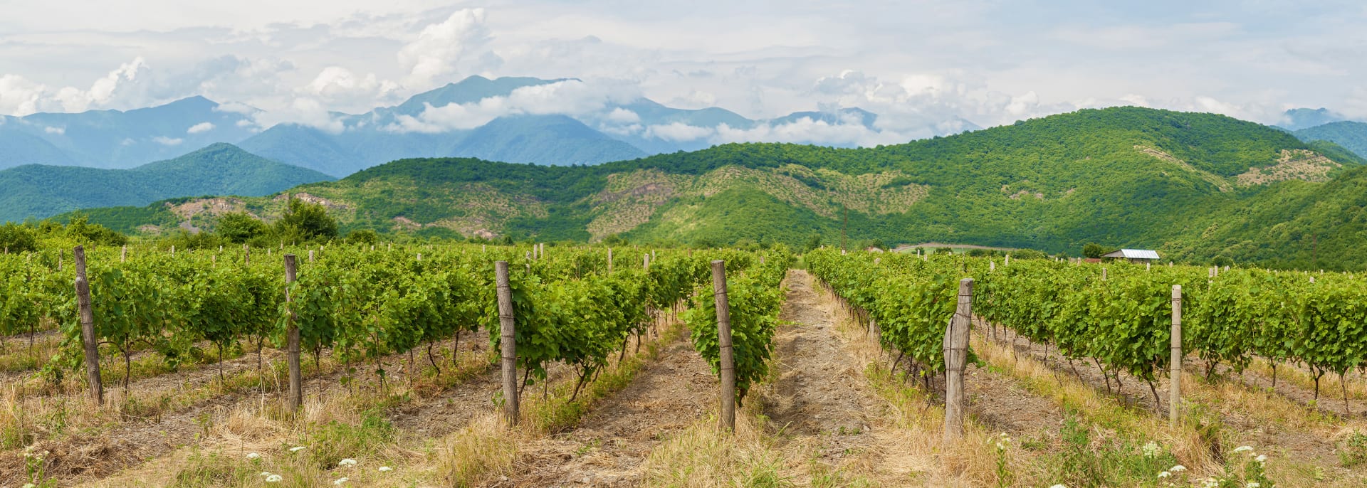 Weinregion Kakheti, Georgien