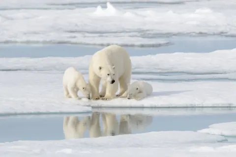 Hudson Bay Eisbären-Expedition im Winter