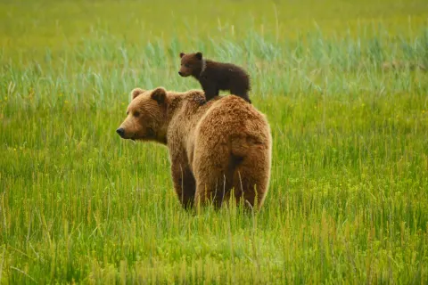 Bärenbeobachtung in der Spirit Bear Lodge