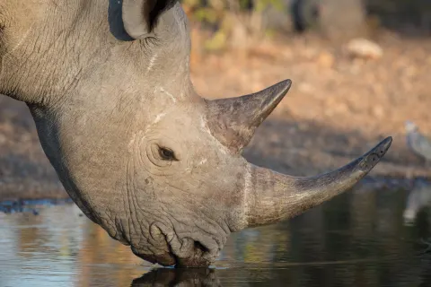 Anderssons at Ongava