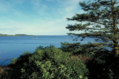 Kodiakbären hautnah