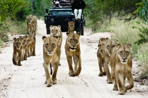 Sabi Sabi Bush Lodge