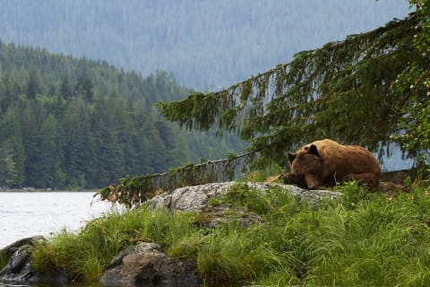 Bärenbeobachtung Knight Inlet Lodge 4 Tage