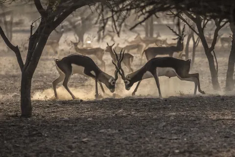 Anantara Al Sahel Villa Resort