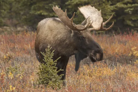 Caribou Lodge Talkeetna Mountains