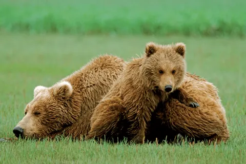 Bärenbeobachtung in der Katmai Wilderness Lodge