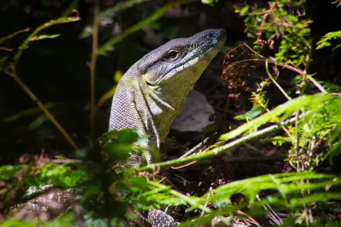 Cape York Safari