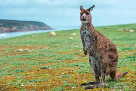 Ultimate Kangaroo Island - by Bus