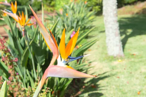 Badeferien im Quinta Splendida Wellness & Botanical Garden