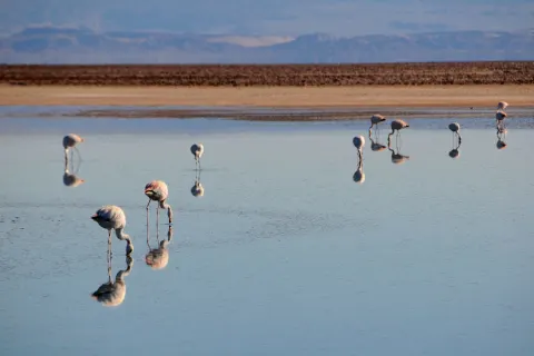 Zubucherreise Durch die Atacama Wüste nach Salta