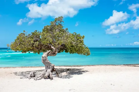 Aruba - Destination of the Year