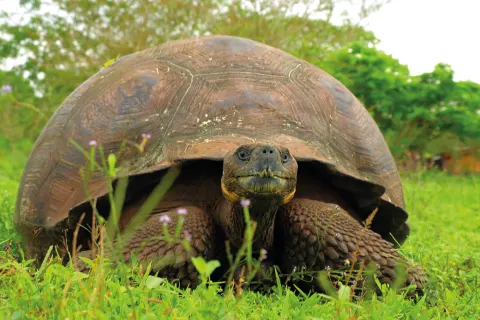 Naturparadies Galapagos