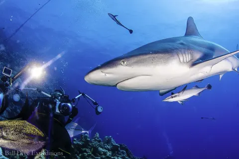 Mike Ball Dive Expeditions - Tauchen mit Zwergwalen «Minke Whales»