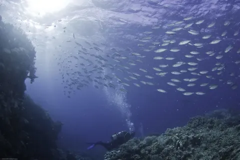 Tauchkurs am Great Barrier Reef