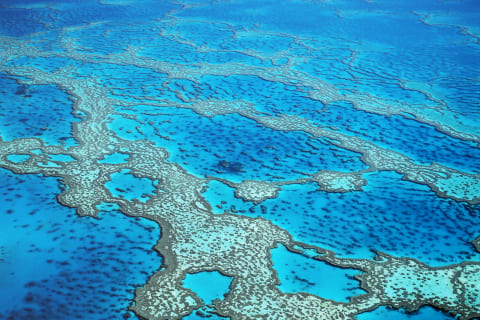 Reef Sleep