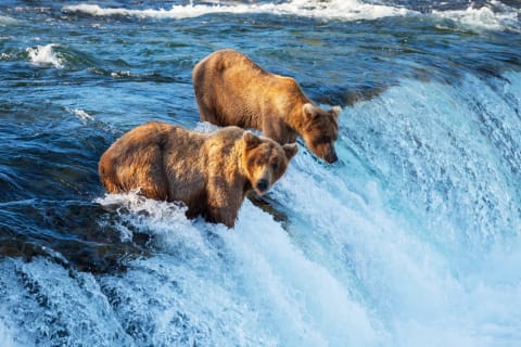 Great Bear Rainforest
