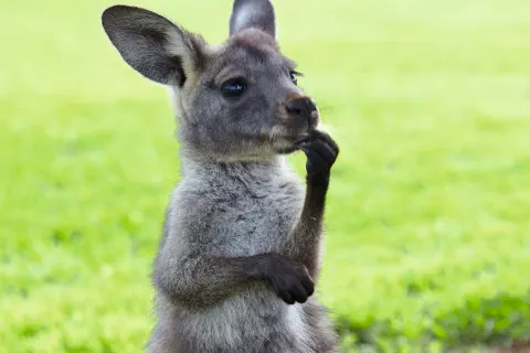 Ultimate Kangaroo Island - by Car