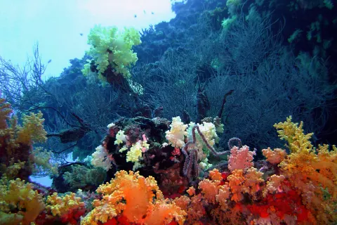 Aveyla Manta Village