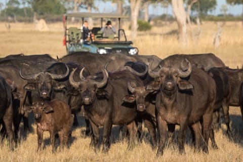Wilderness Linkwasha