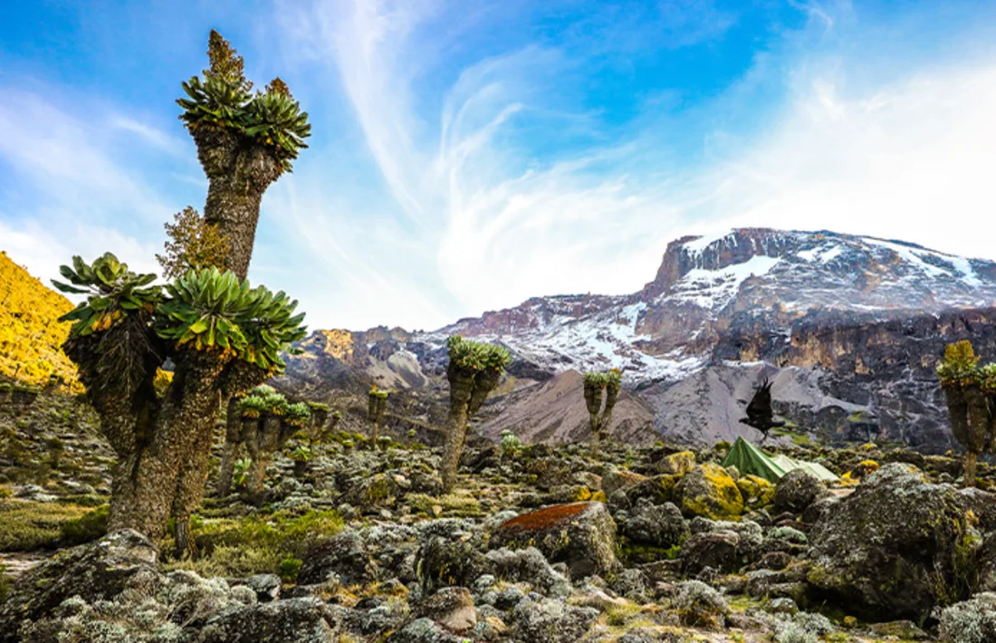 Kilimanjaro, Kenia Kilimanjaro, Kenia