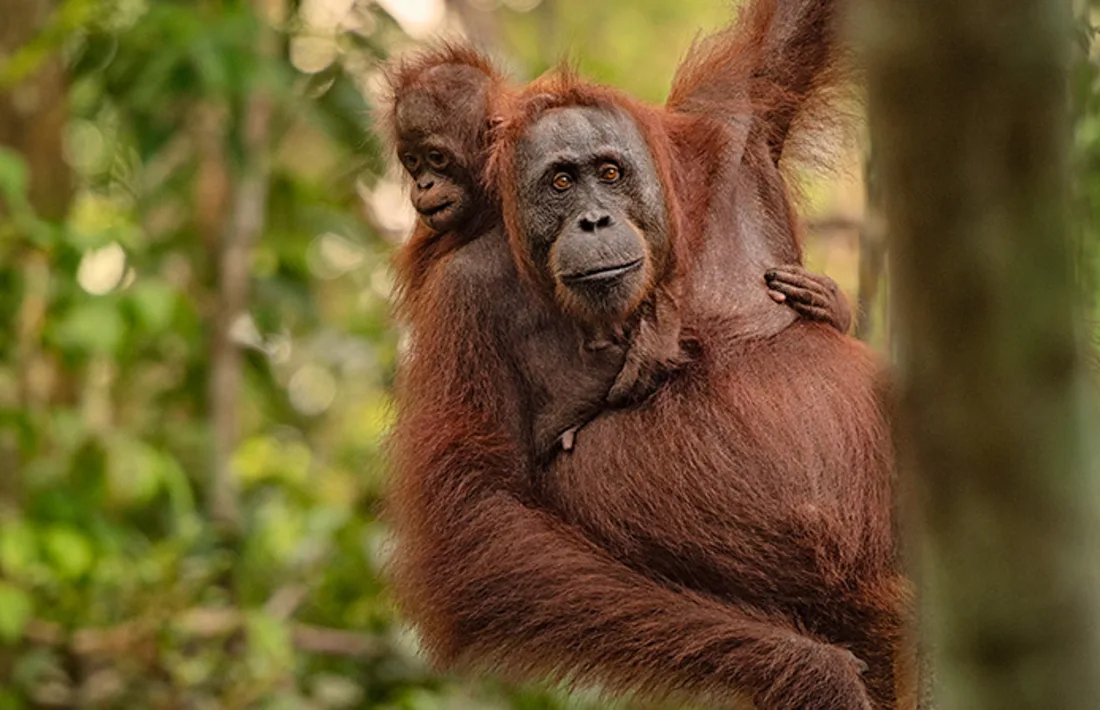 Borneo, Malaysia