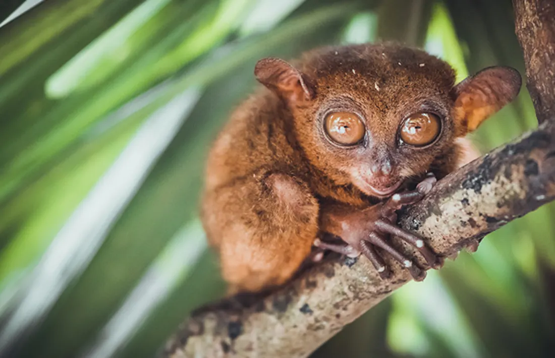 Tarsier, Philippinen Tarsier, Philippinen