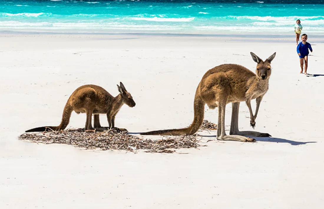 Kangaroos , Australien