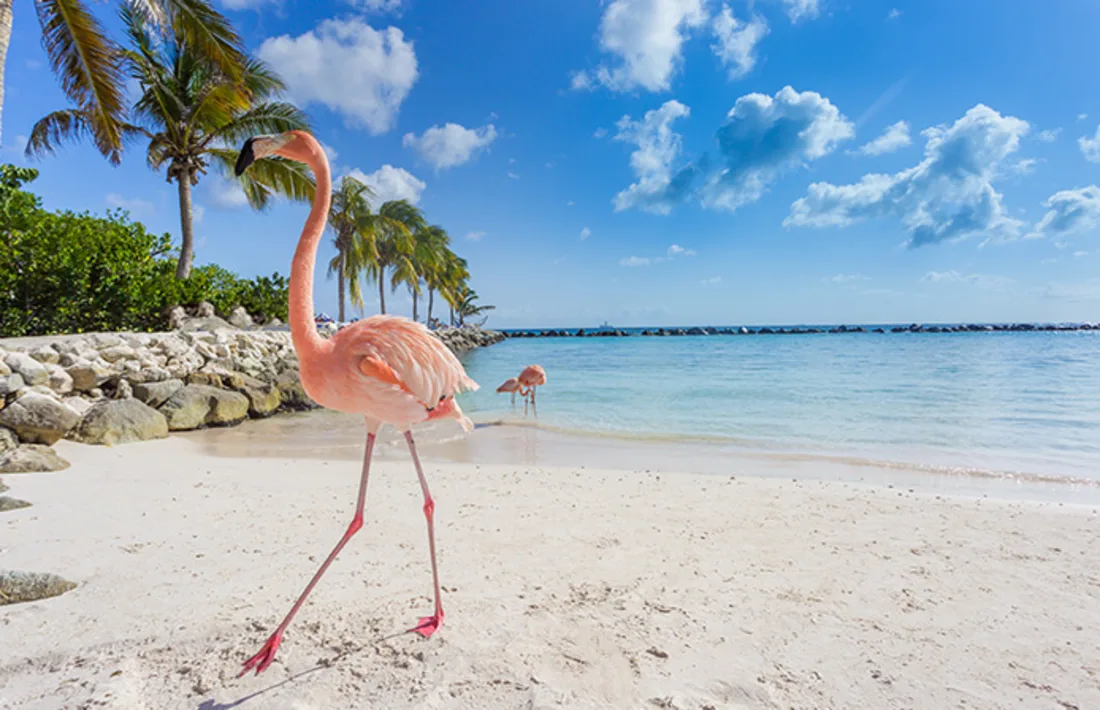 Aruba, Karibik