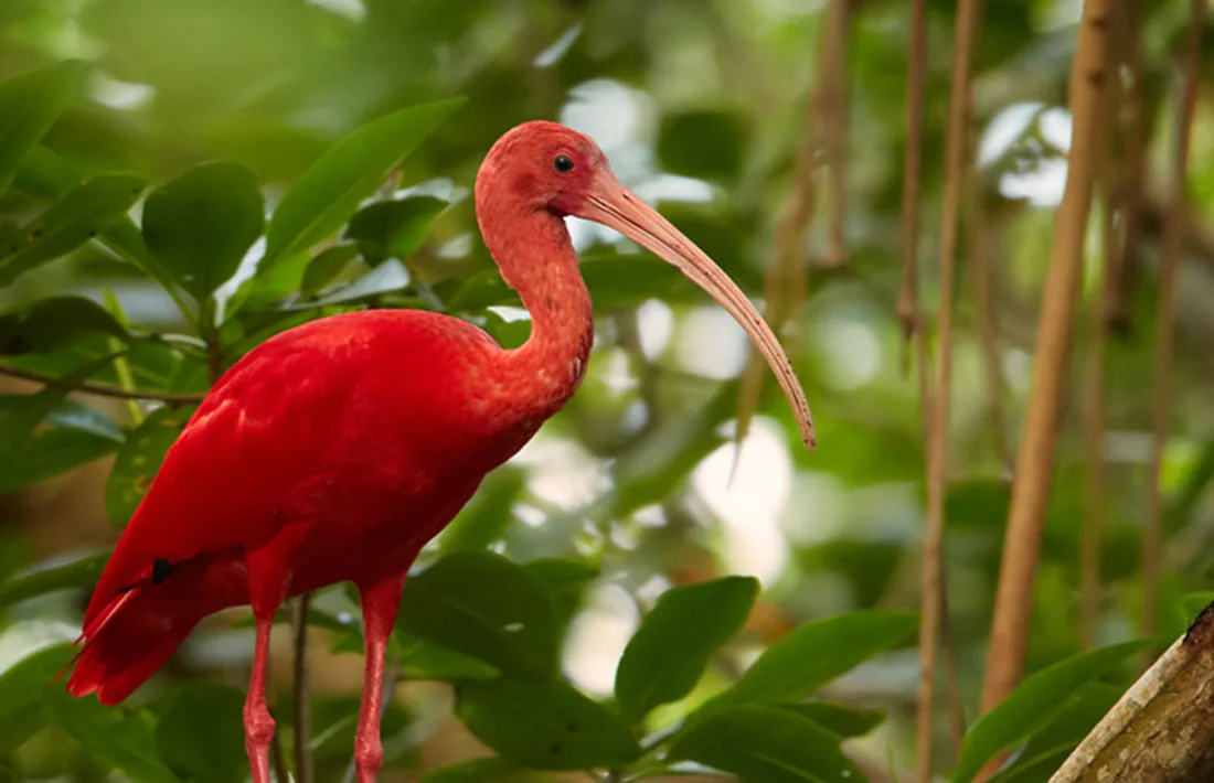 Scarlet Ibis, Trinidad / Tobago, Karibik Scarlet Ibis, Trinidad / Tobago, Karibik