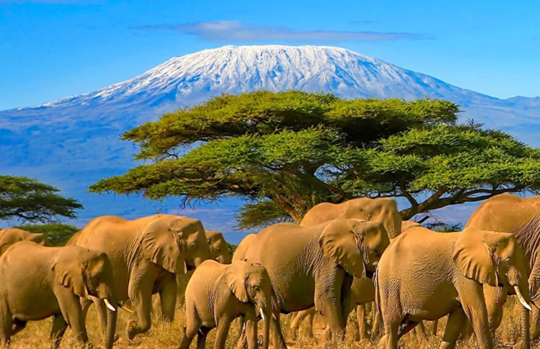 Safari, Kenia Safari, Kenia