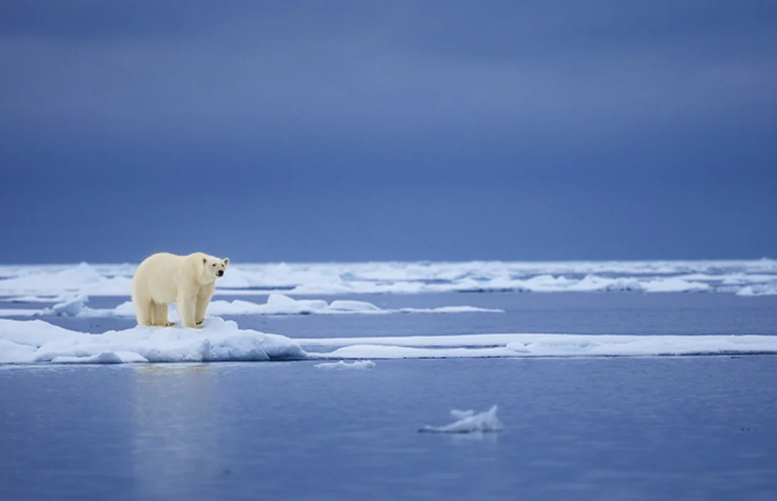 Polarbär, Svalbard Archipelago, Arktis Polarbär, Svalbard Archipelago, Arktis
