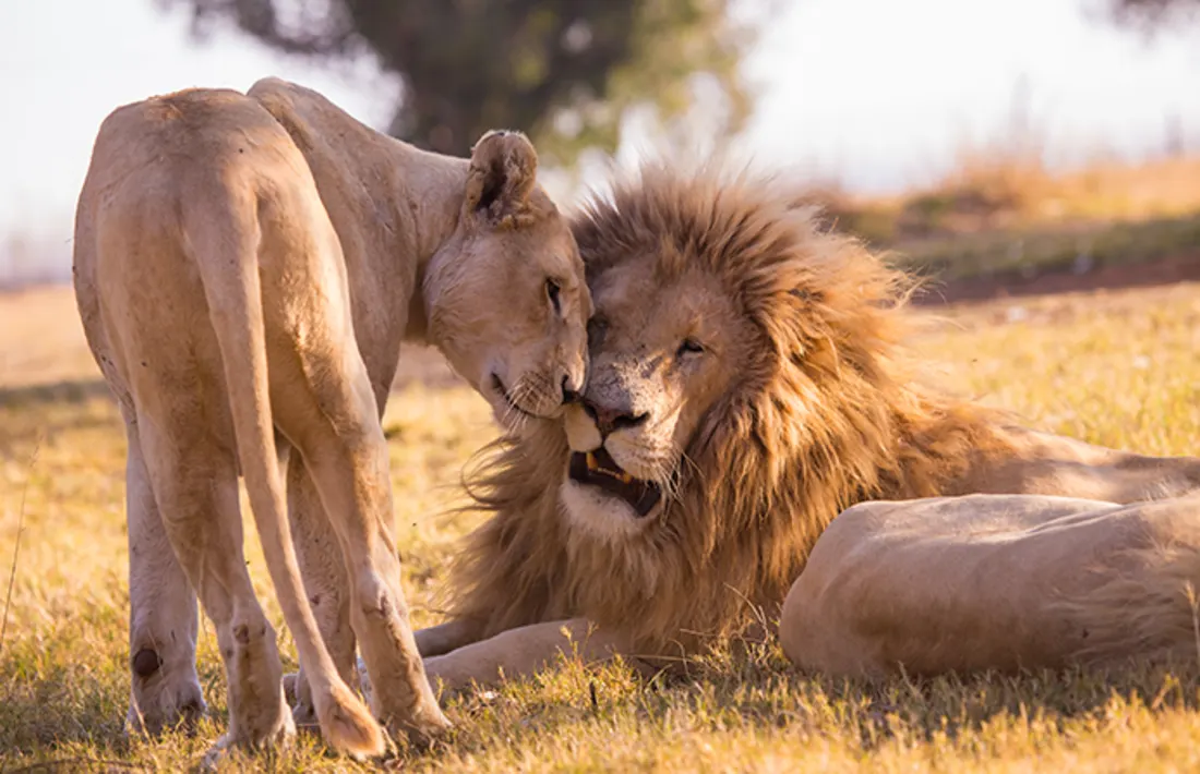 Löwen, Safari, Zambia Löwen, Safari, Zambia