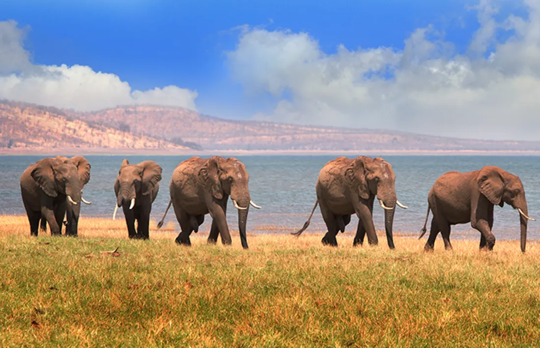 Elefanten, Kariba See, Zimbabwe Elefanten, Kariba See, Zimbabwe