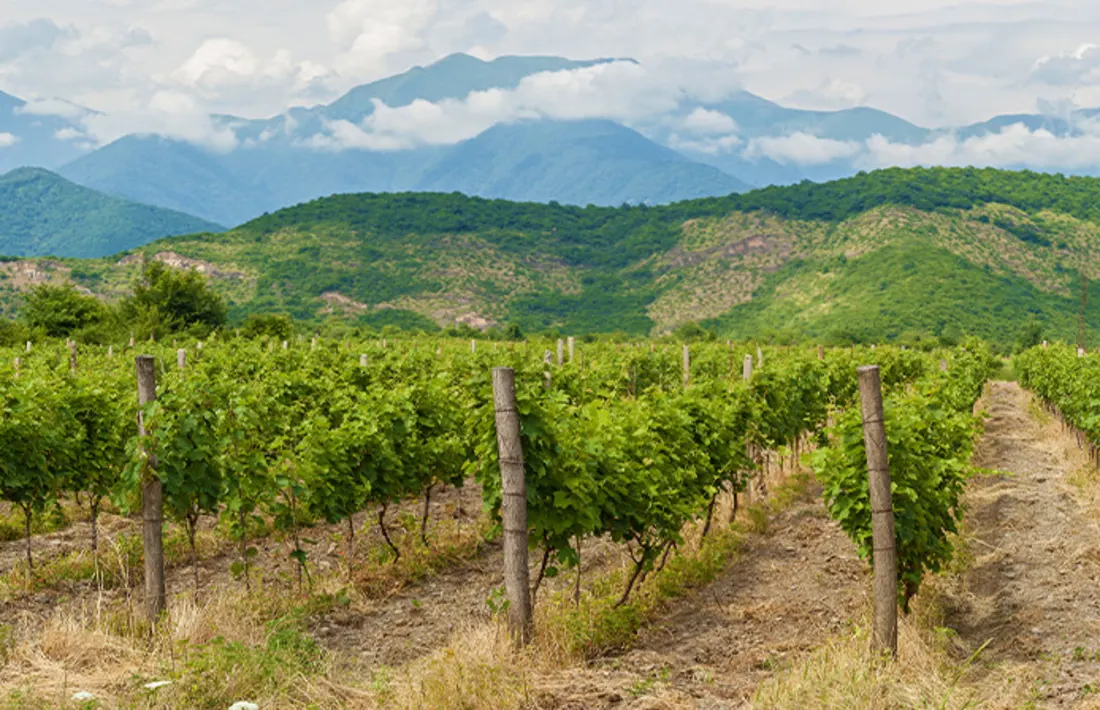 Weinregion Kakheti, Georgien