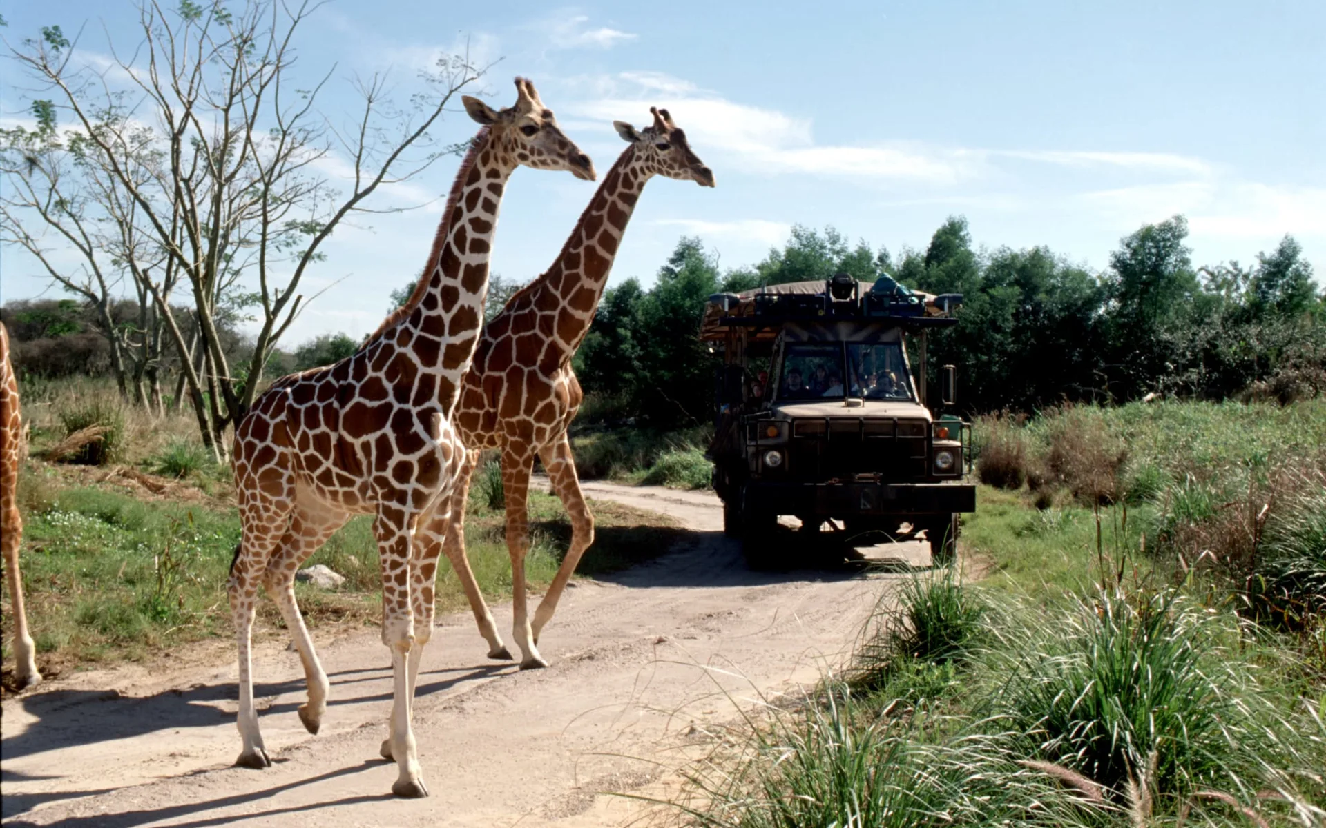 Disney's Animal Kingdom Lodge in Lake Buena Vista: 0_Park Allgemein_Animal Kingdom Giraffen Disney's Animal Kingdom Lodge in Lake Buena Vista: 0_Park Allgemein_Animal Kingdom Giraffen