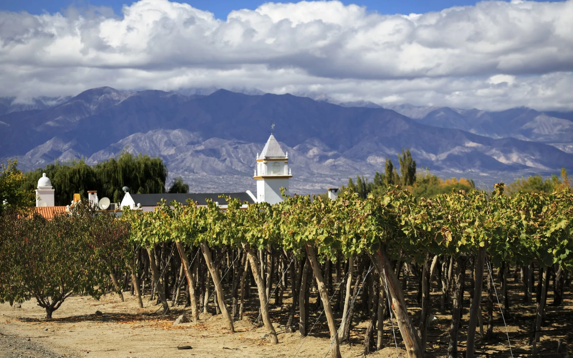 Zubucherreise Von Salta durch die Atacama Wüste: Argentinien - Cafayate - Vineyard Zubucherreise Von Salta durch die Atacama Wüste: Argentinien - Cafayate - Vineyard