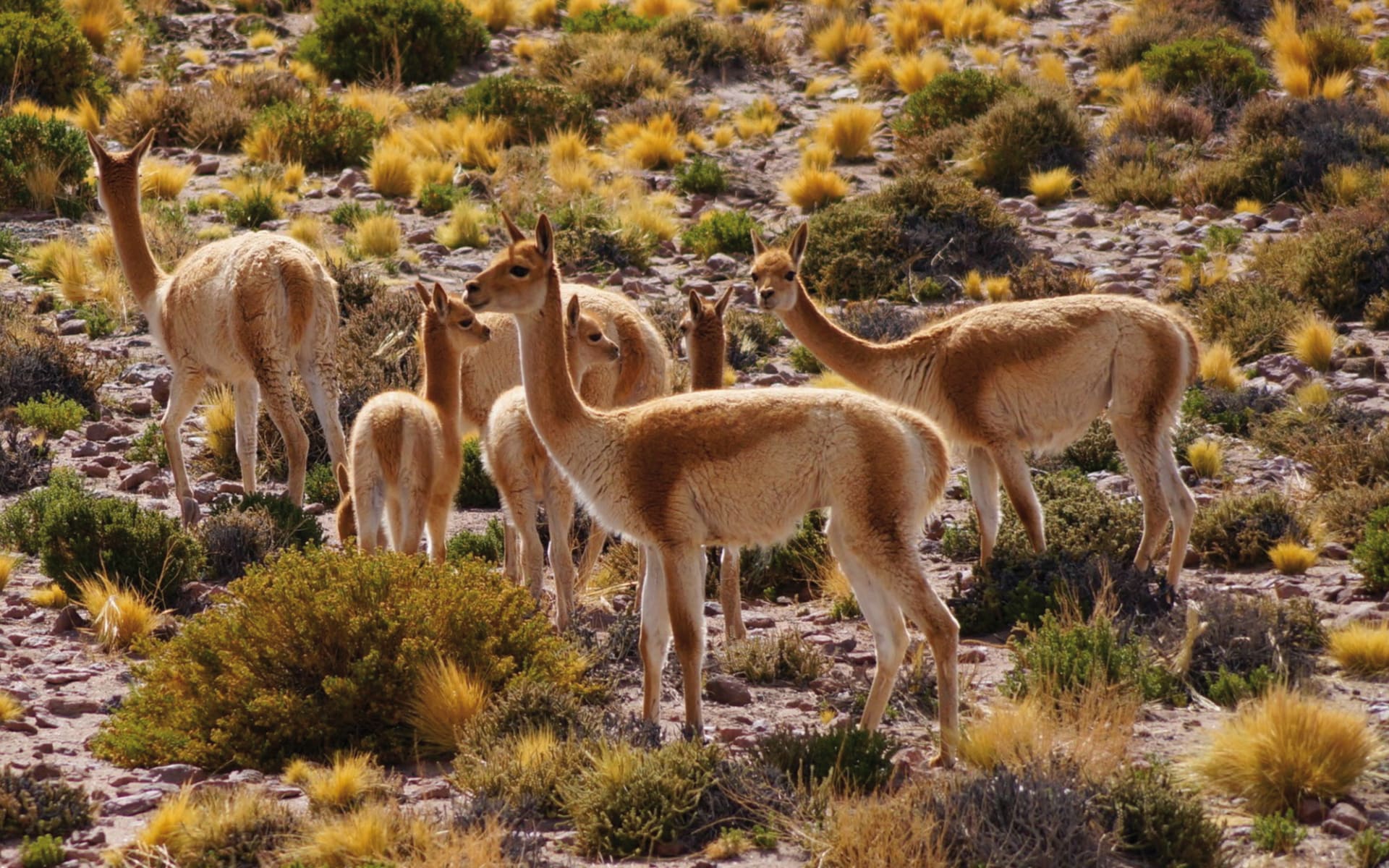 Zubucherreise Arica - Iquique, der hohe Norden: Atacama