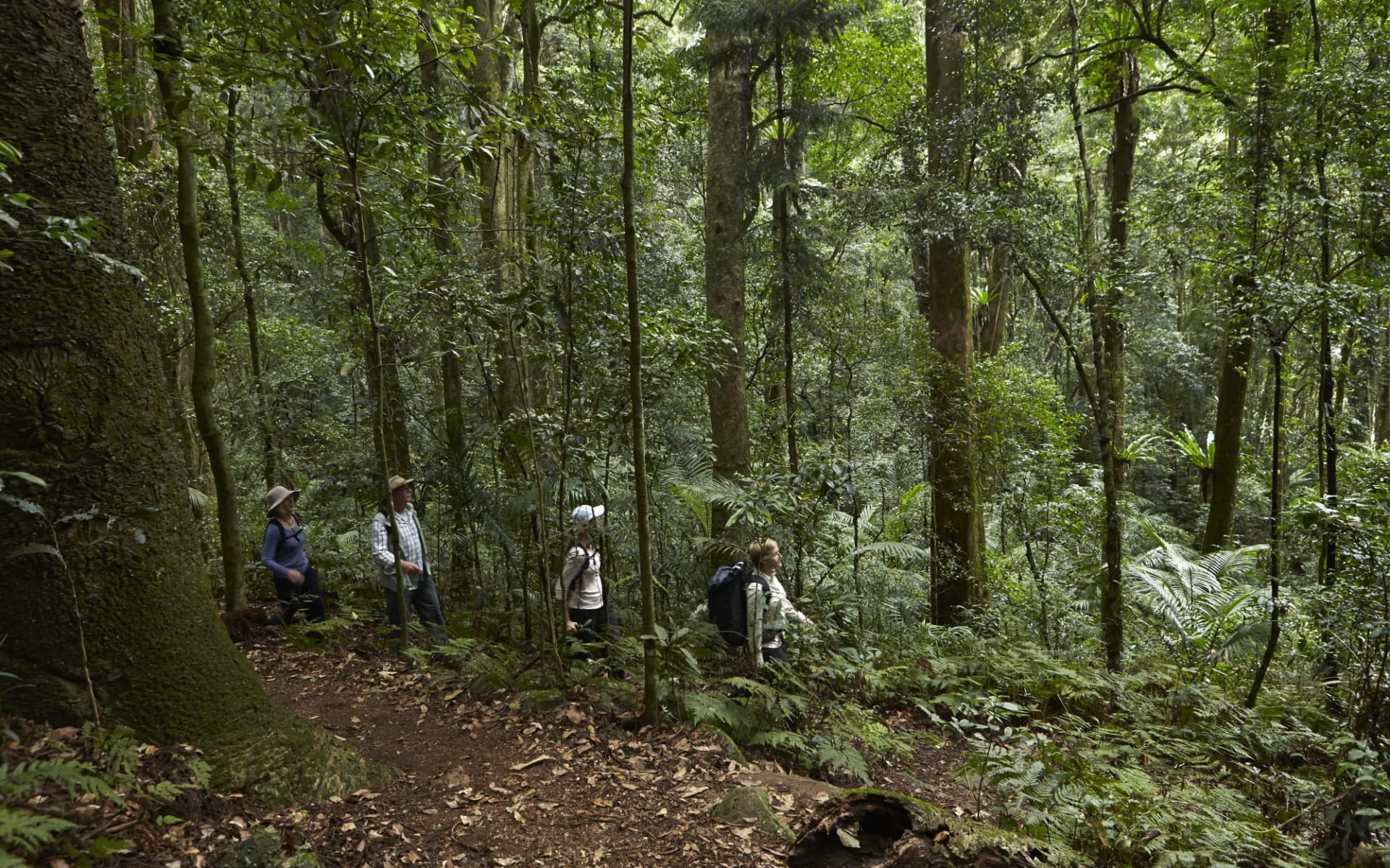 Scenic Rim Trail ab Brisbane: Australia - Queensland - Scenic Rim Trail - Urwald Scenic Rim Trail ab Brisbane: Australia - Queensland - Scenic Rim Trail - Urwald