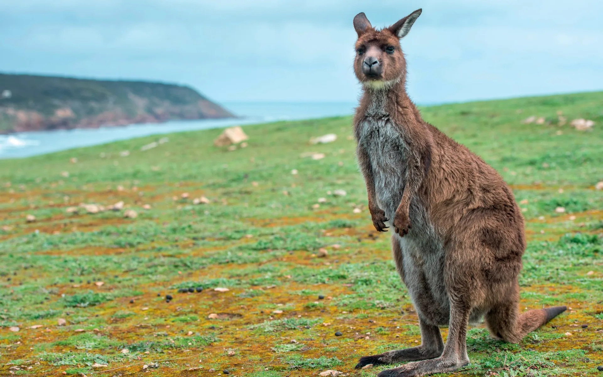 Kangaroo Island Experience ab Adelaide: Australien - Kangaroo Island - Kangaroo Kangaroo Island Experience ab Adelaide: Australien - Kangaroo Island - Kangaroo