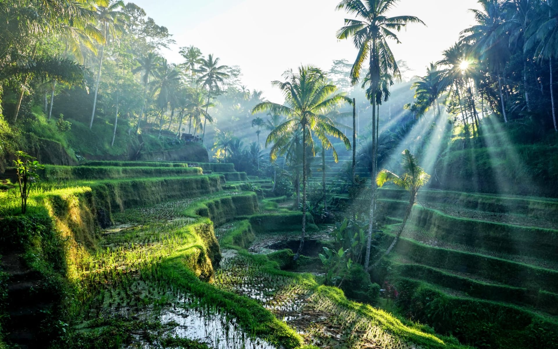 Höhepunkte Balis ab Südbali: Bali Ubud Rice Terraces Höhepunkte Balis ab Südbali: Bali Ubud Rice Terraces