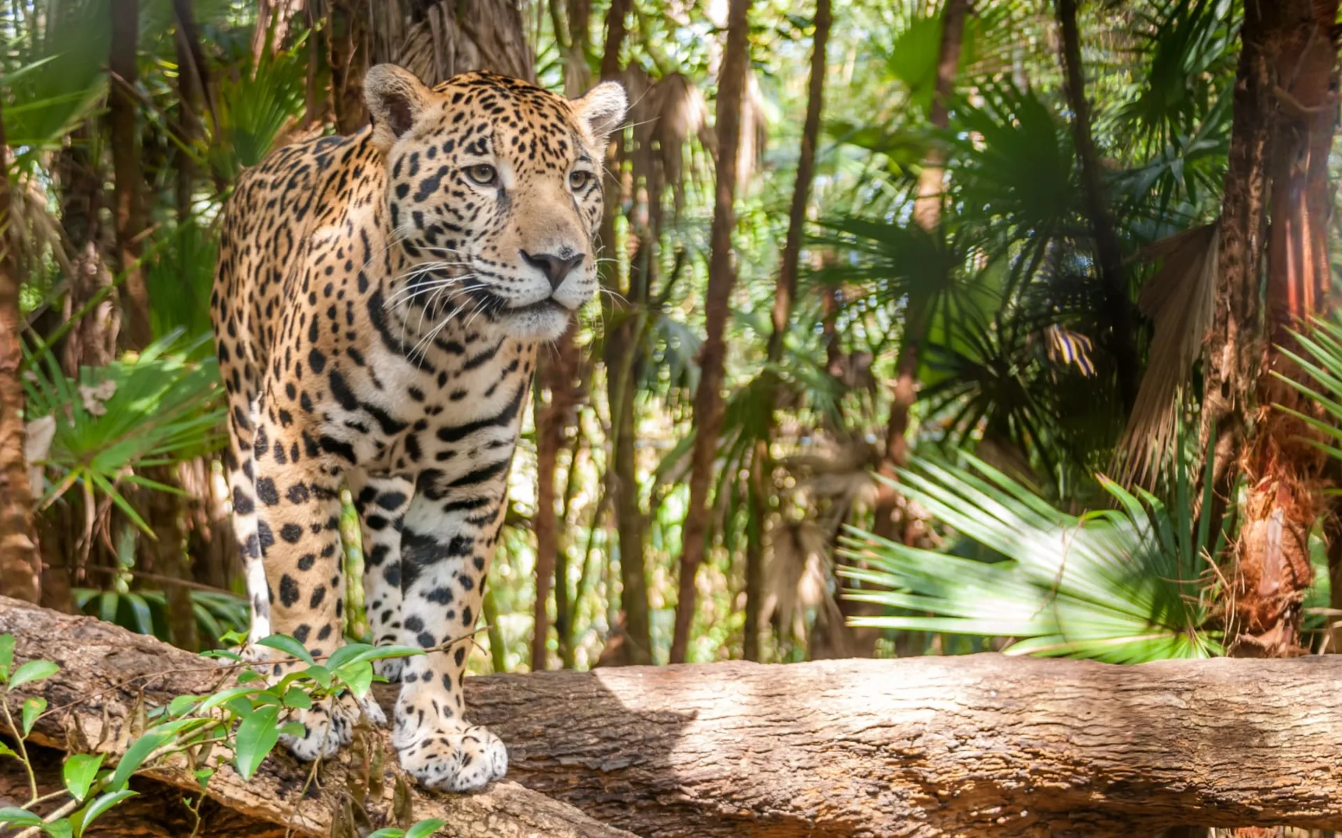 Auf den Spuren der Maya und Jaguare ab Belize City: Belize - Tier - Jaguar im Dschungel Auf den Spuren der Maya und Jaguare ab Belize City: Belize - Tier - Jaguar im Dschungel